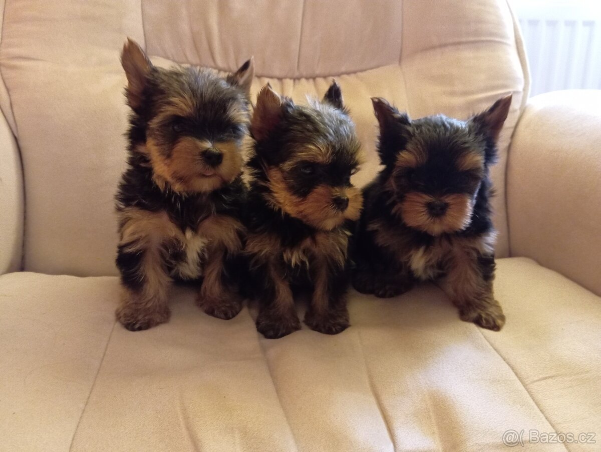 Jorkšírský teriér - 4