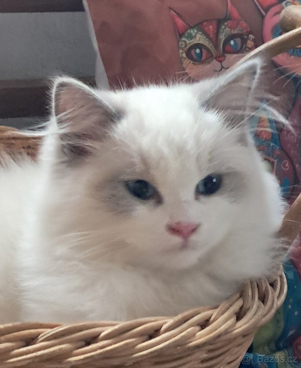 Kocourek ragdoll s PP, REZERVACE - 4