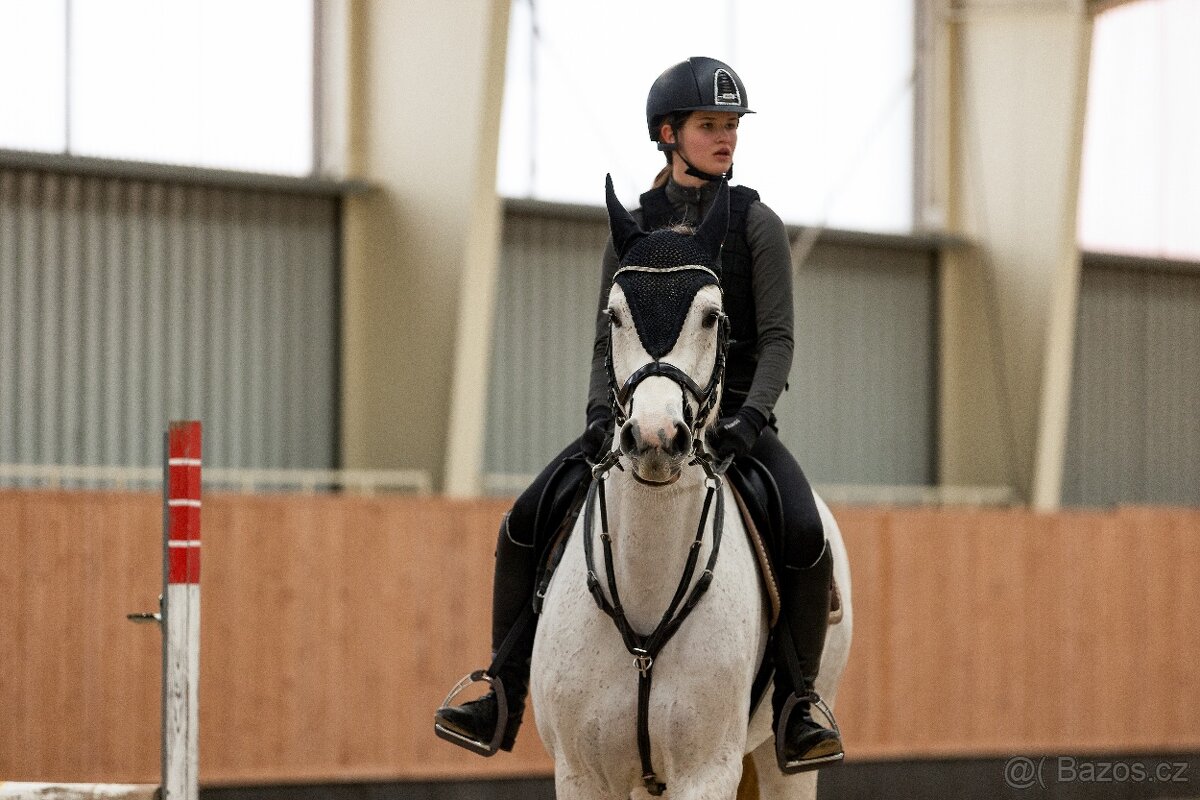 10 letá oldenburská klisna - 4