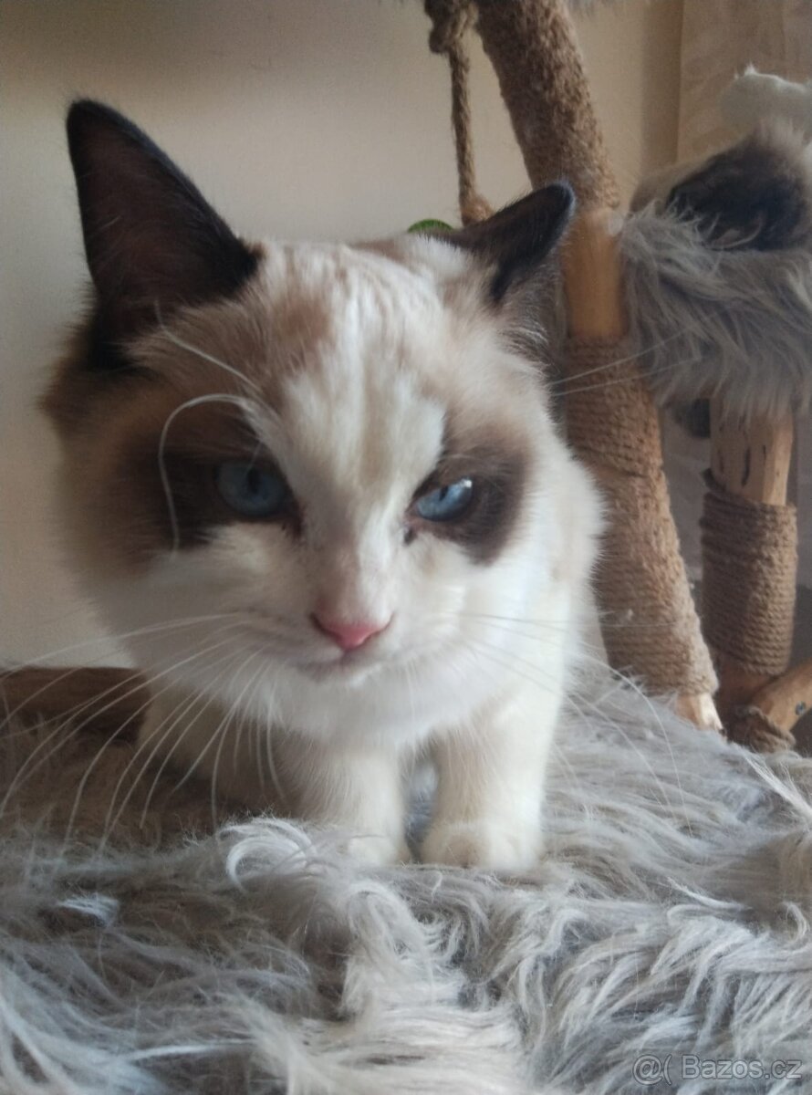 Super koťátka Ragdoll - 4