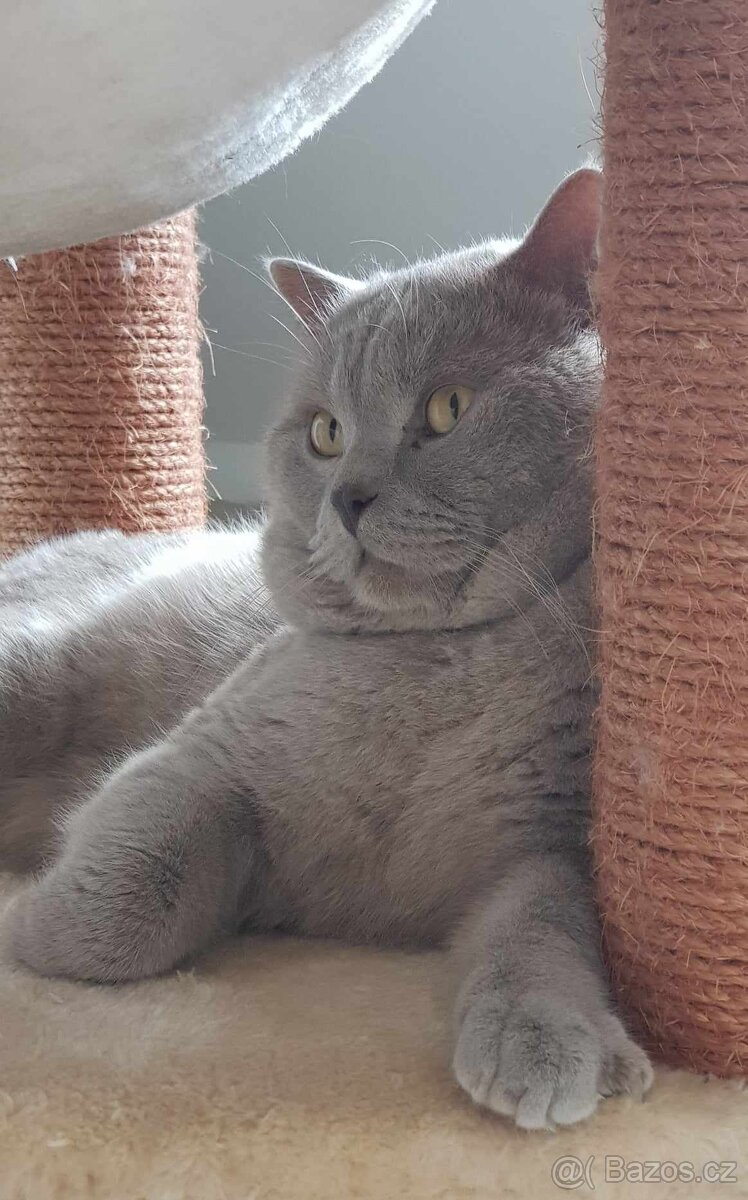Britský lila kocour ke krytí - 4