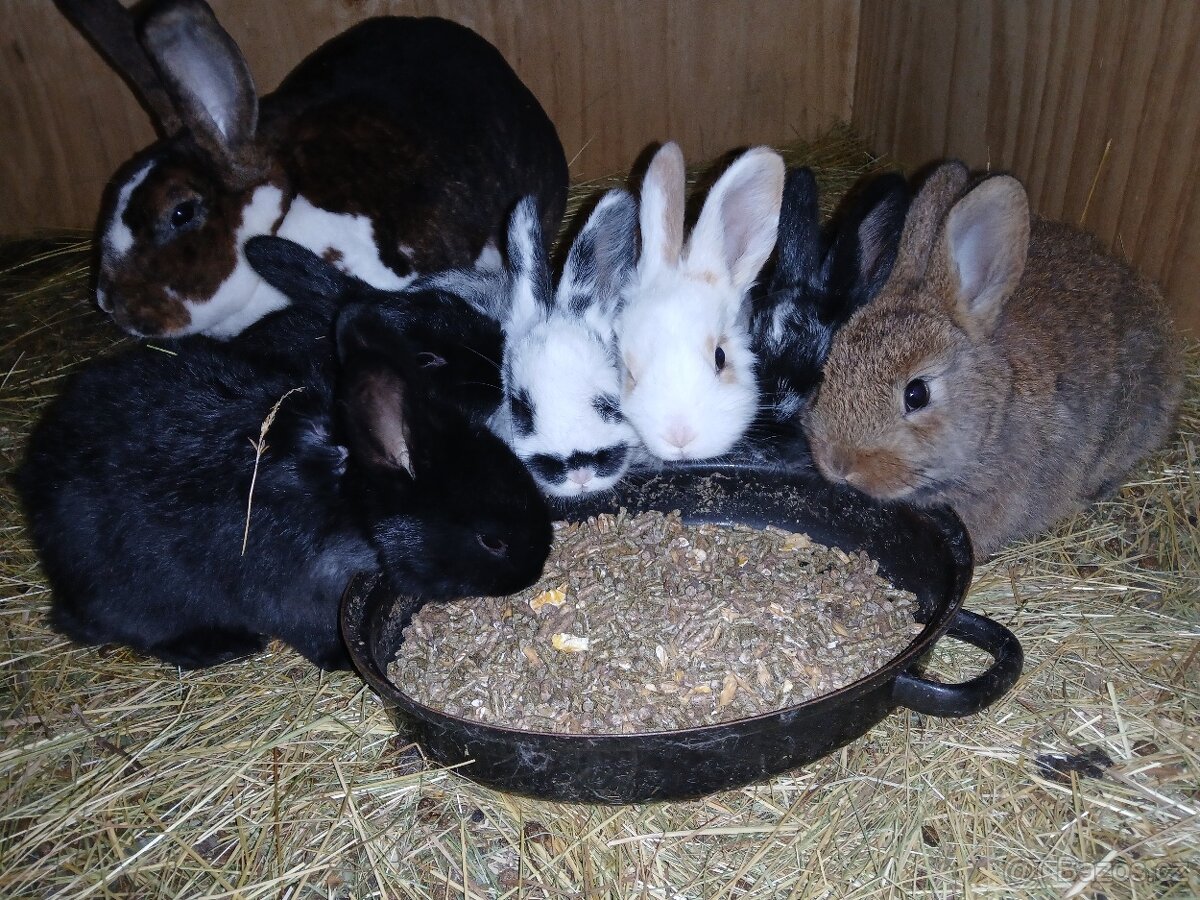 Králíci 2 a půl měsíce - 4