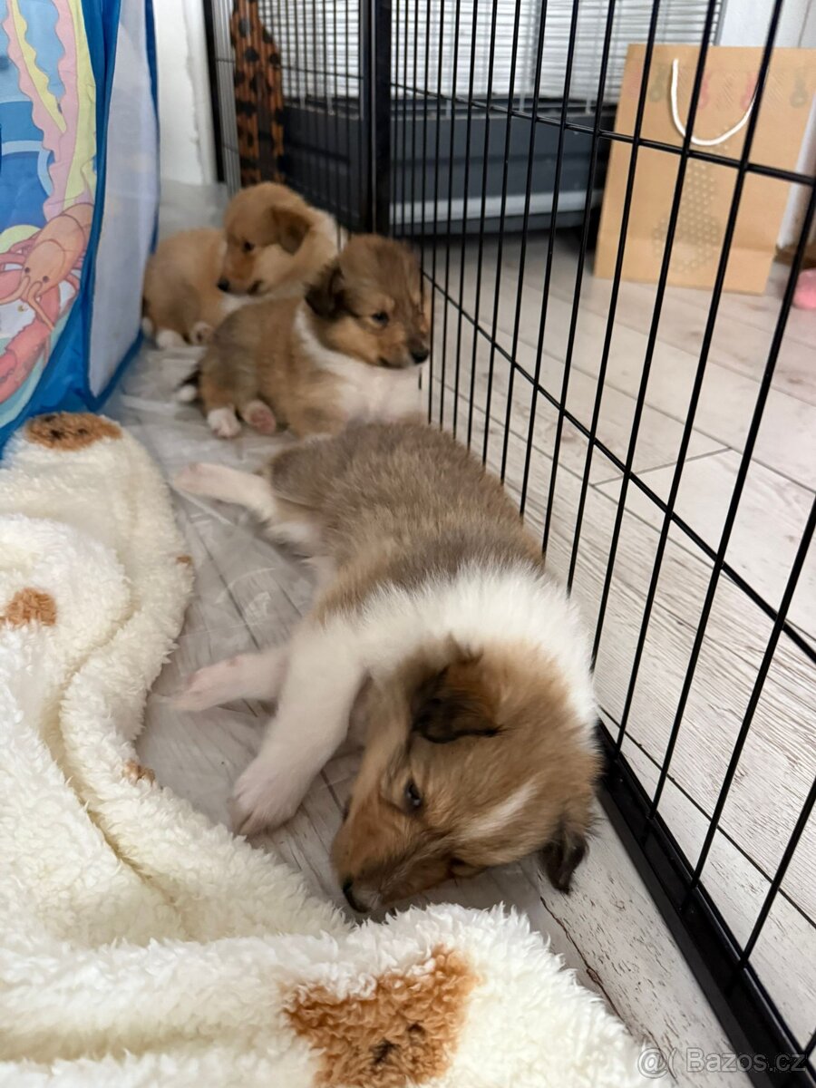 Dlouhosrstá kolie - 4