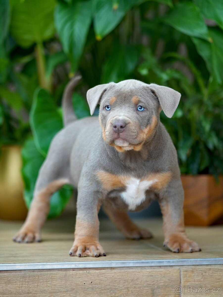 American Bully XL/XXL - 4