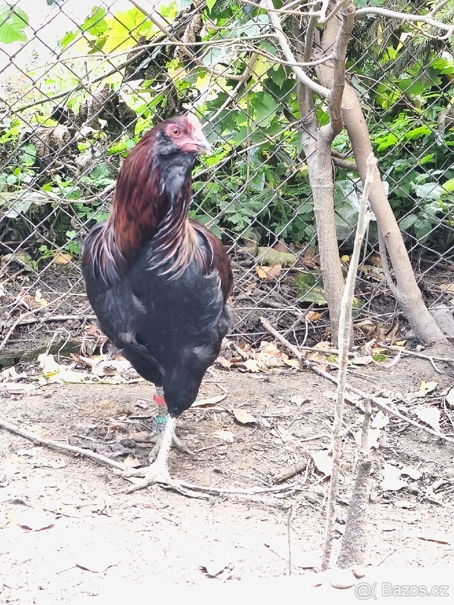 Kohouti a kachna pižmovky - 4