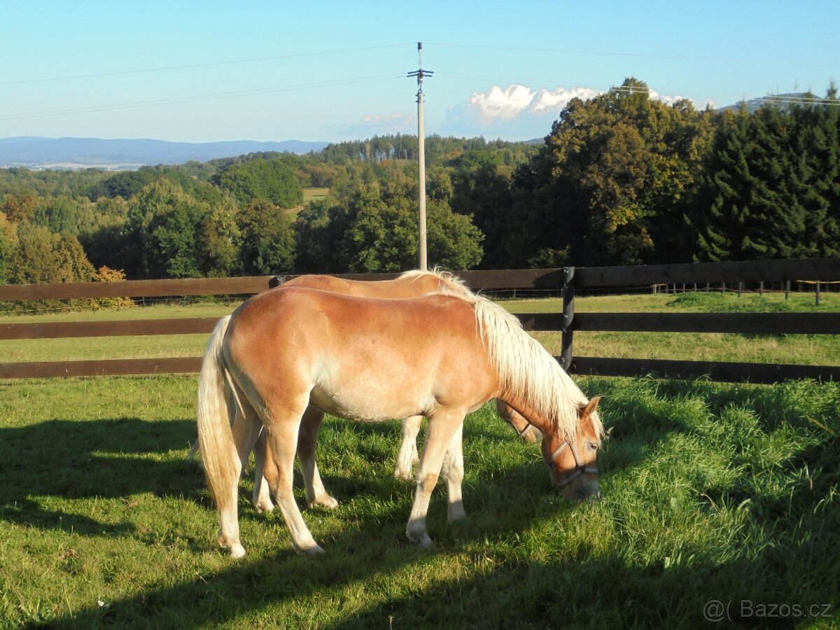 Prodám klisnu Hafling - 4