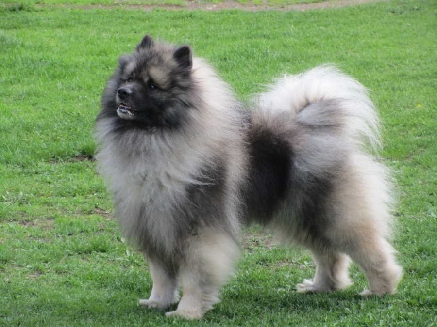 Německý vlčí špic (keeshond) - štěńátka s PP - 4