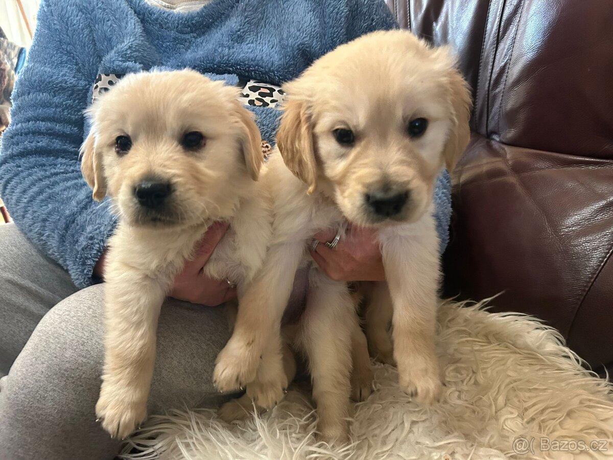 Zlatý retrívr bez PP - 4