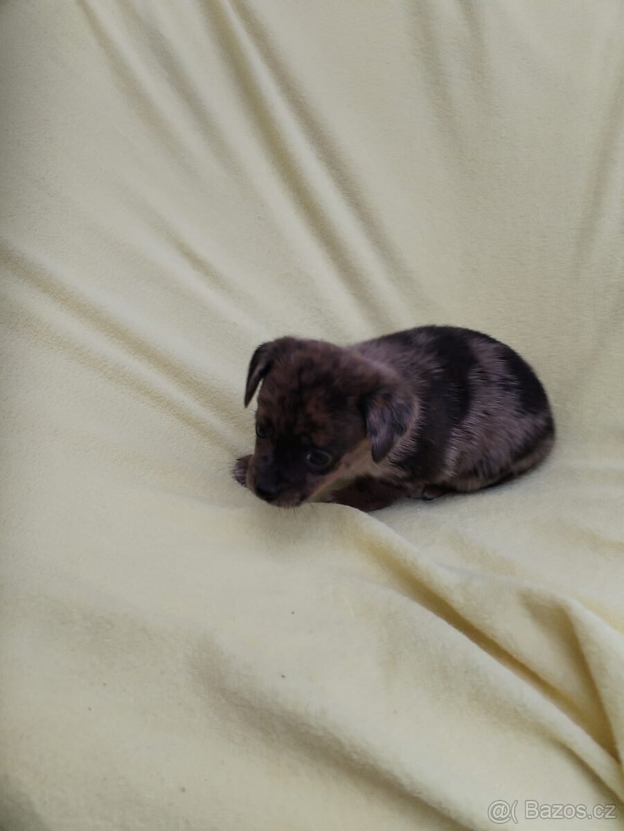 Jezevčík trpasličí - 4