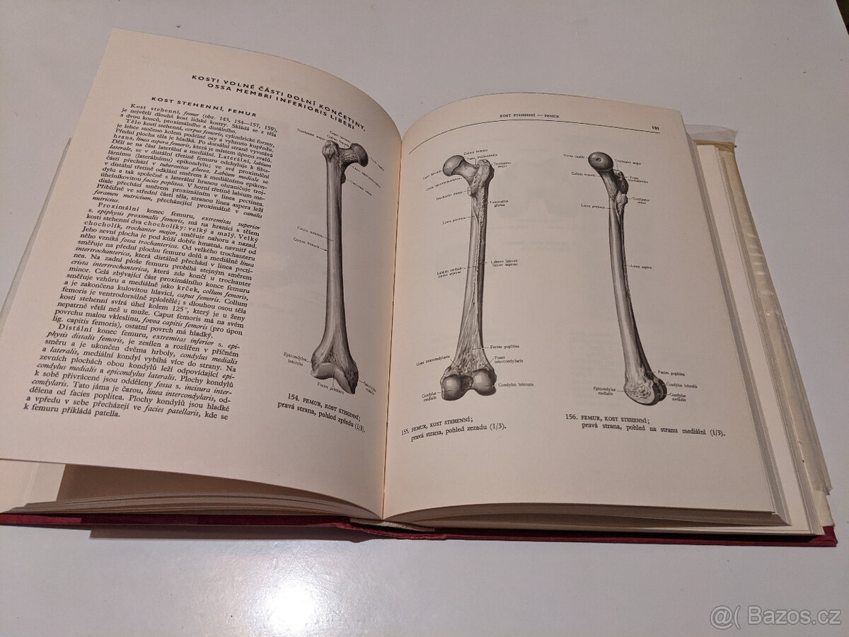 Atlas anatomie člověka - 4