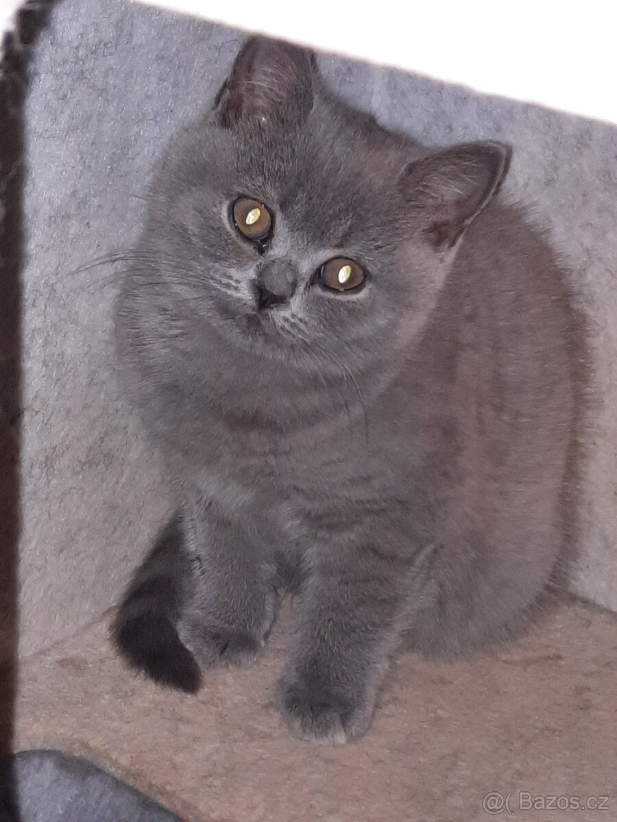 Nabízím čistokrevná britská koťata bez PP - 4