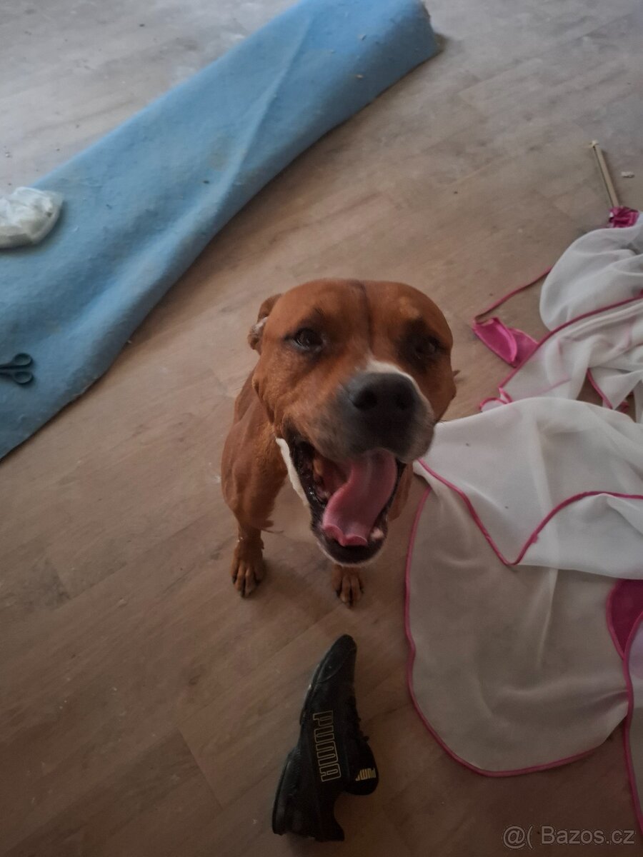 Daruji do dobrých rukou - 4