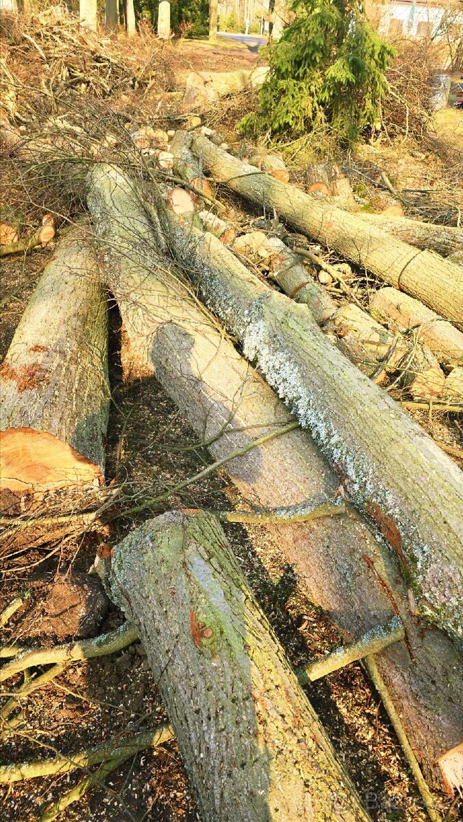 Lipové dřevo - kmeny - 4