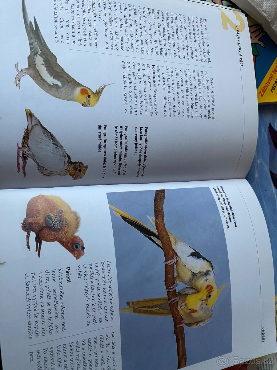 Naše korela - 4