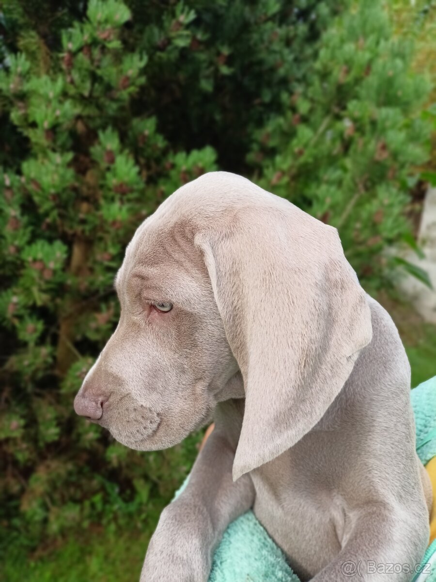 Výmarský ohař - fenka s PP - 4