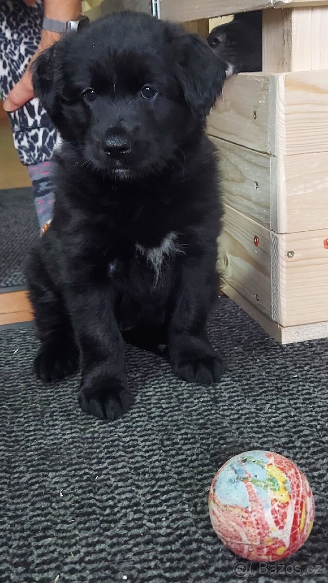 Štěňata - 4
