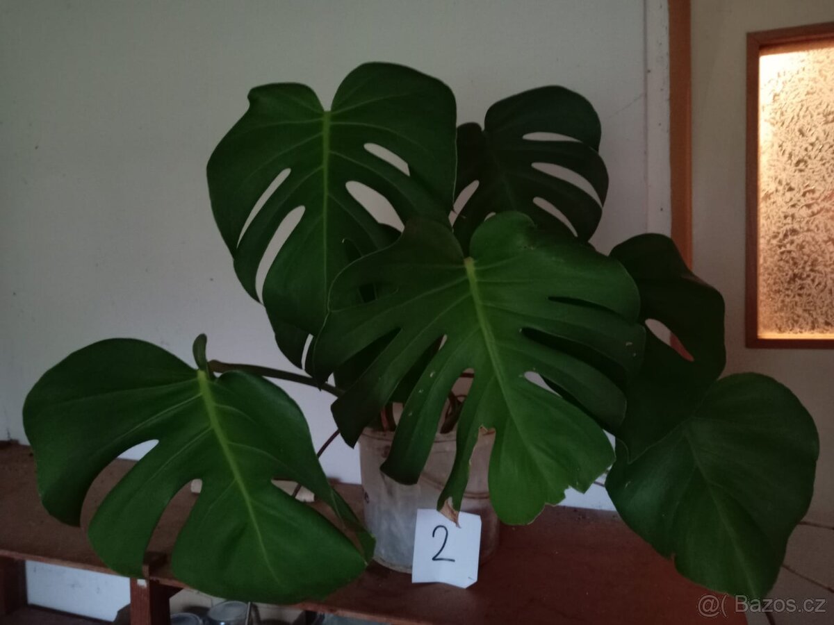 Monstera - 4