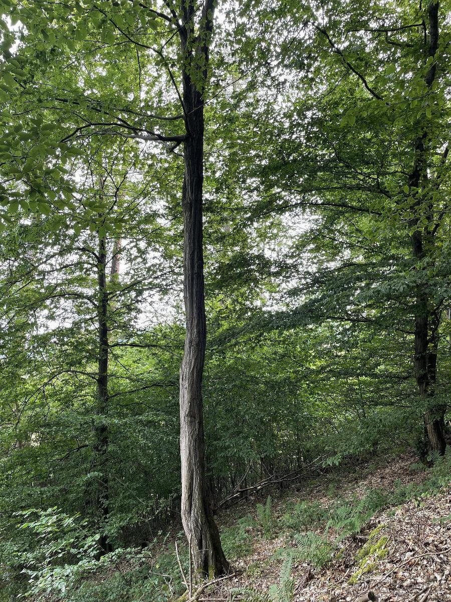 Prodám pozemky v k.ú. Dolní Bohdíkov - 4