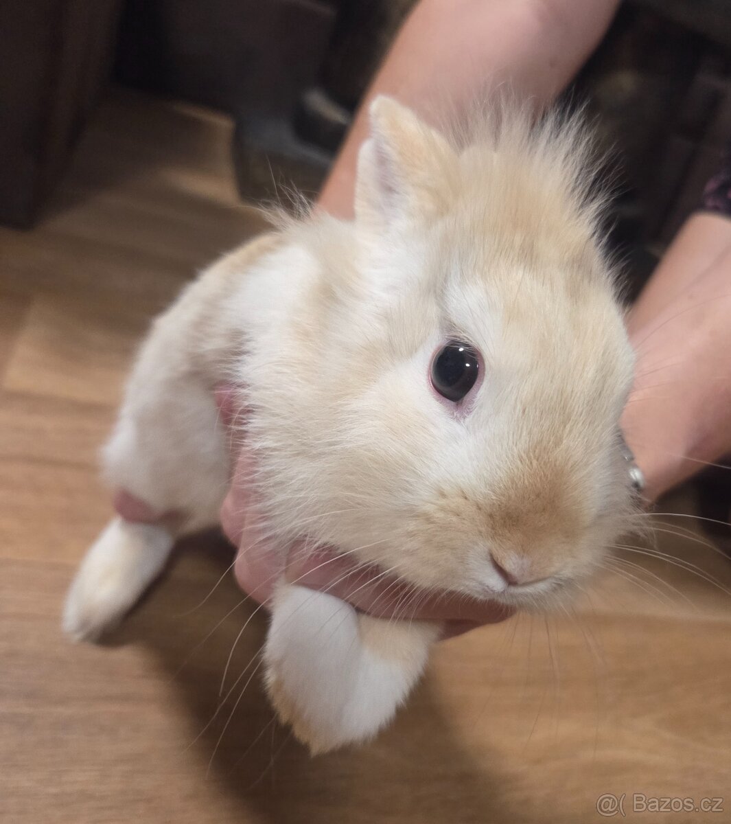 Zakrslý králík - 4