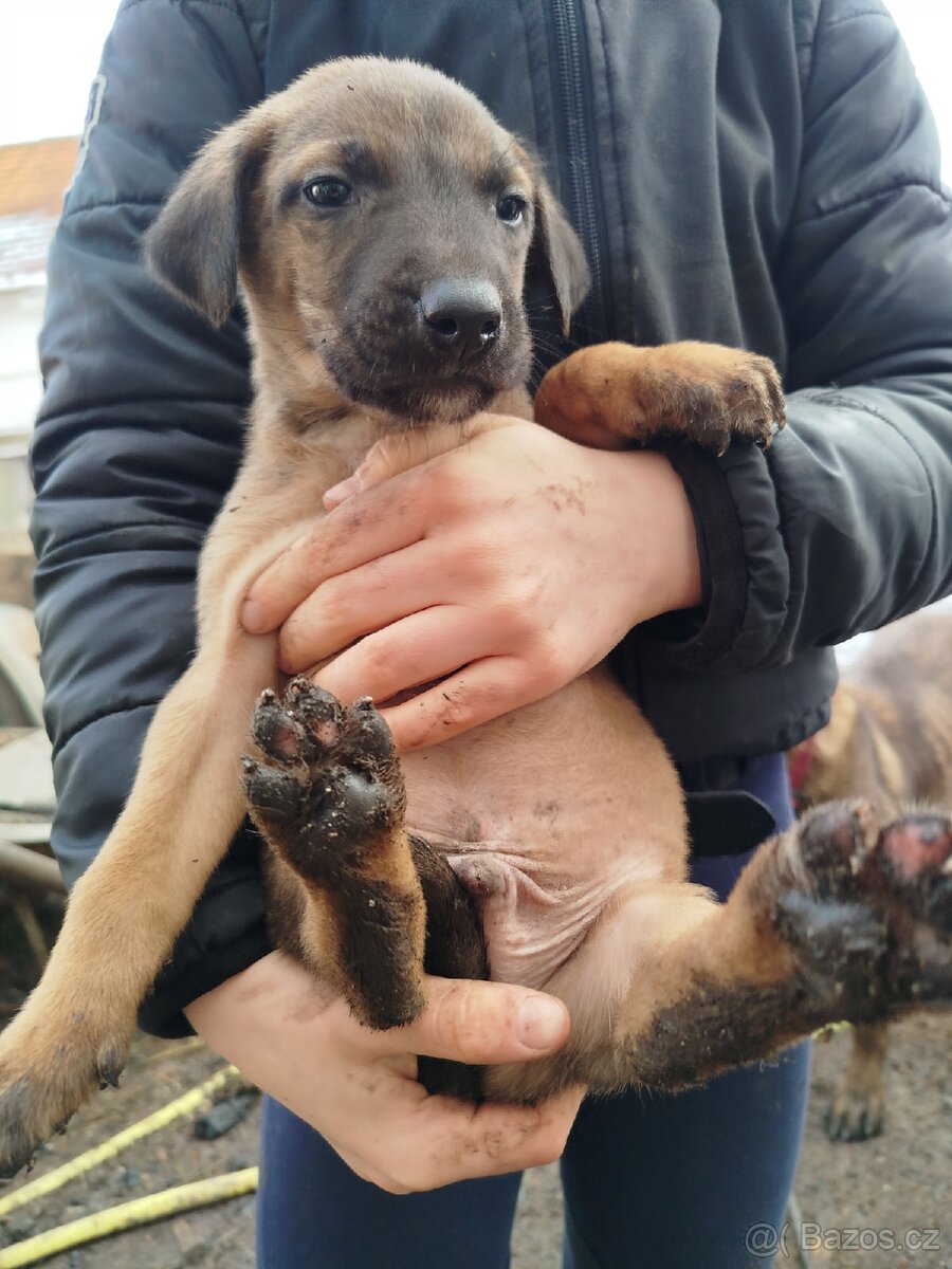 Štěňátka - 4