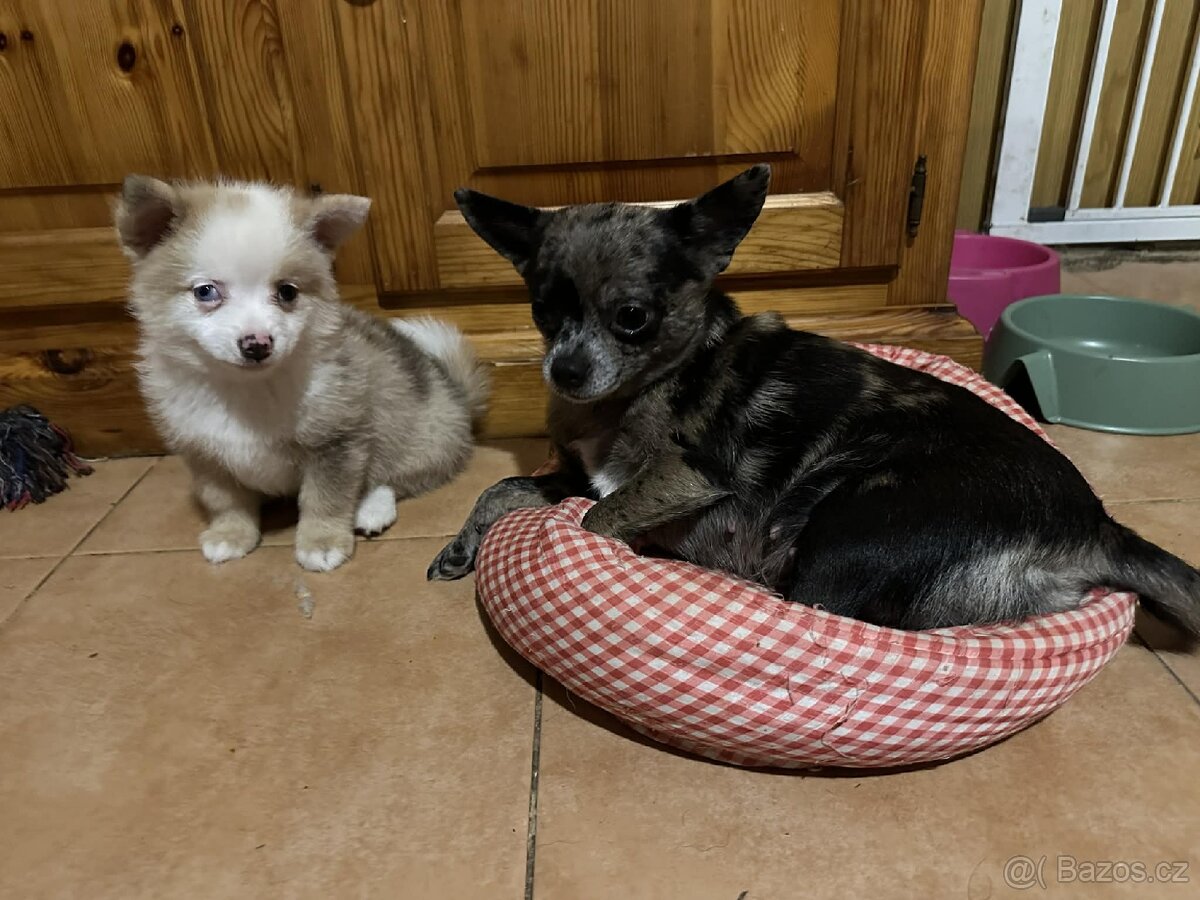 Prodám štěňátko - čivava - 4