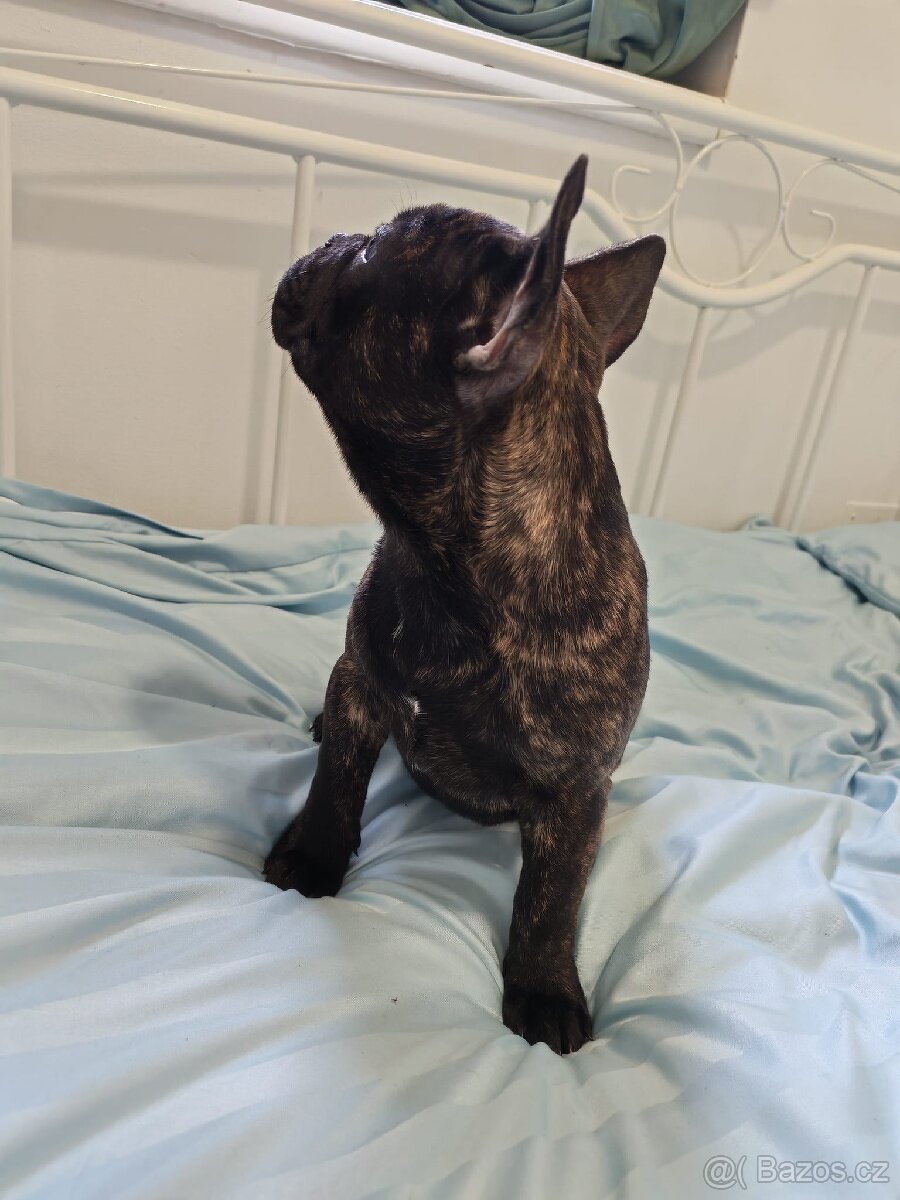 Francouzský buldoček - 4