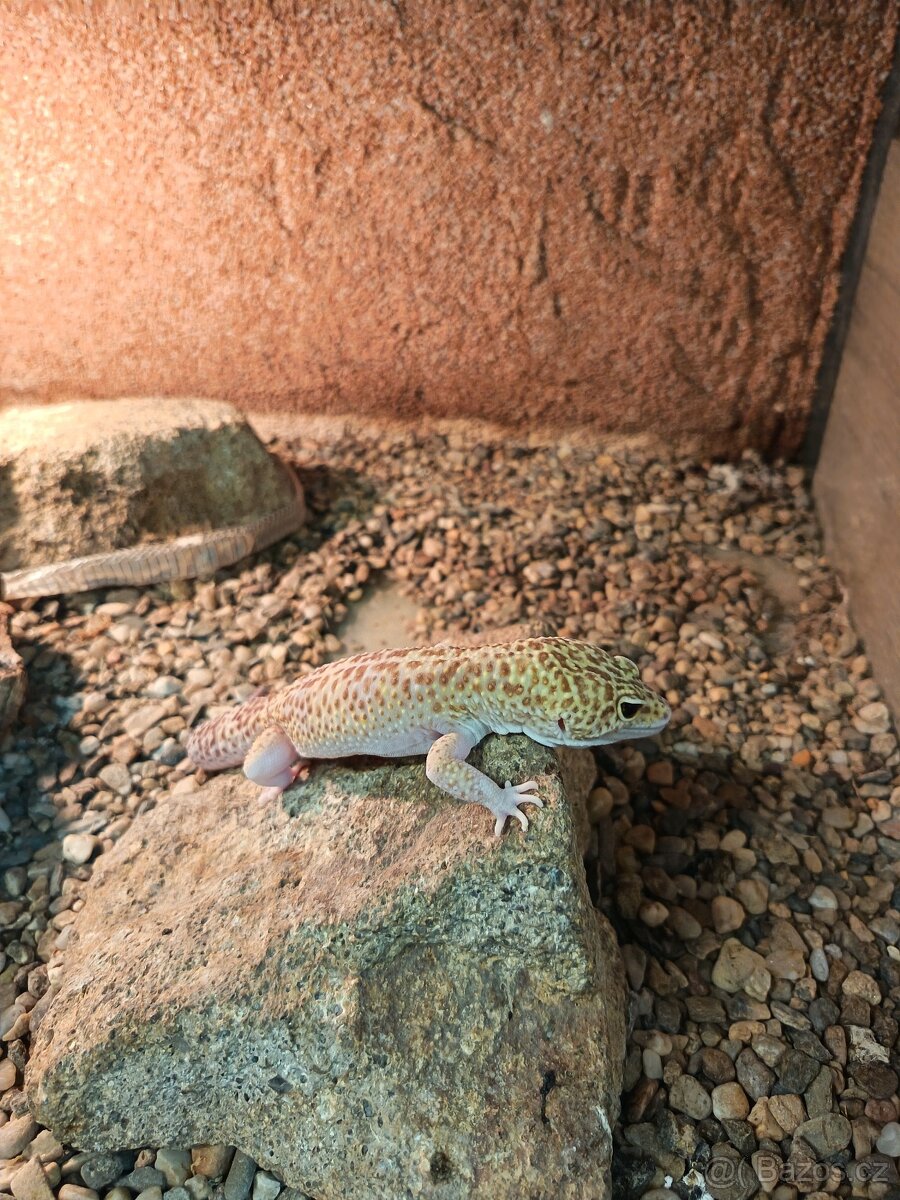 Samec Gekončíka nočního - 4