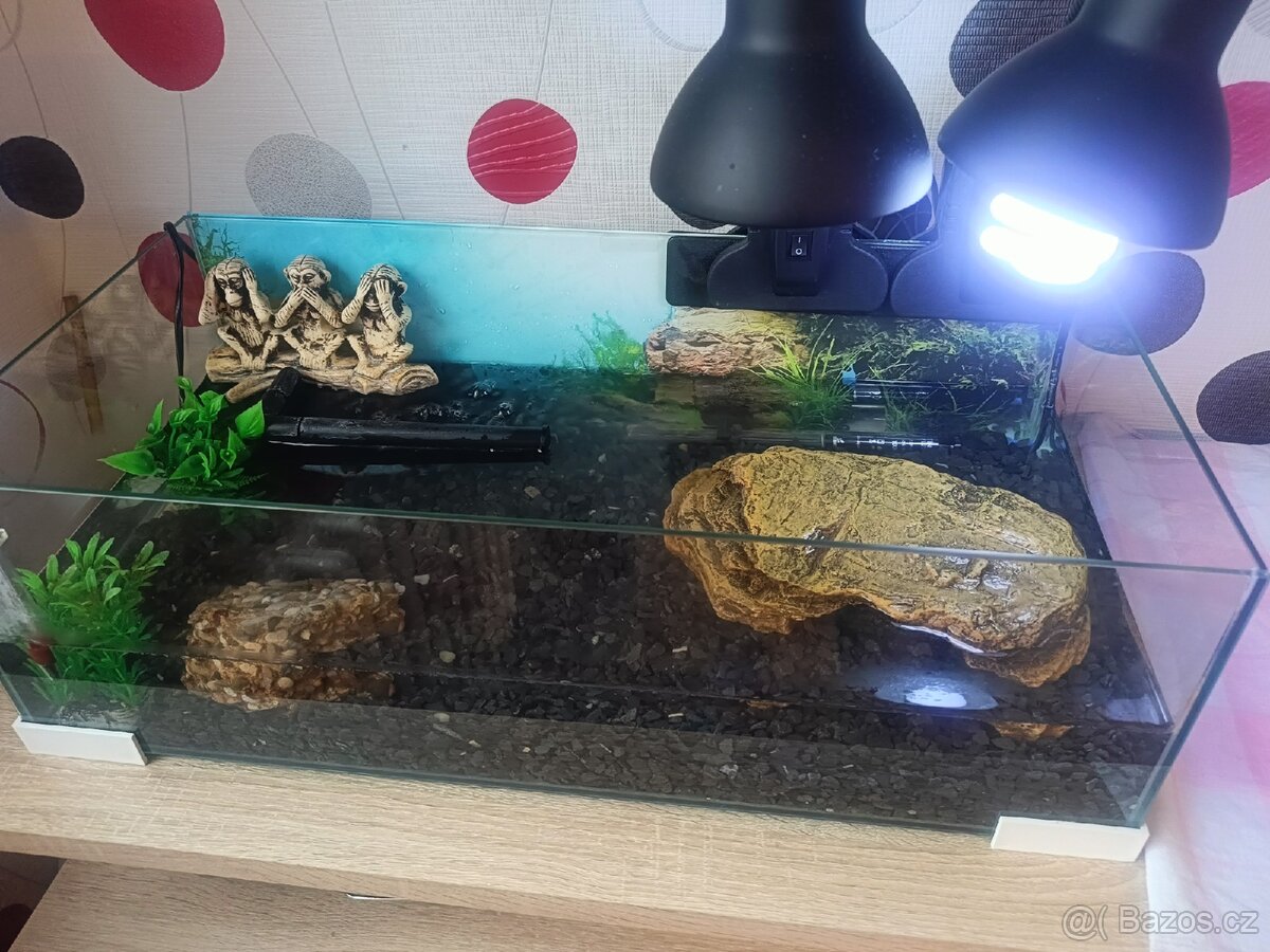 Prodám vodní želvu - 4