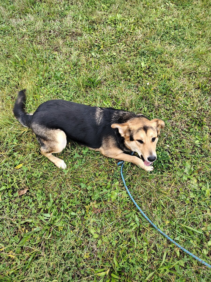 Velký švýcarský salašnický pes x bílý švýcarský ovčák - 4