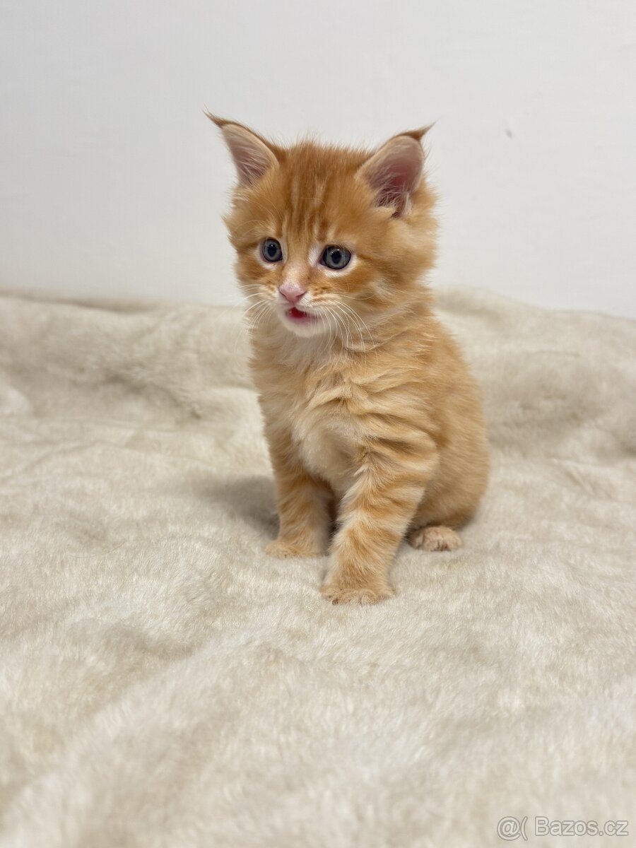 Mainská mývalí Bez PP - 4