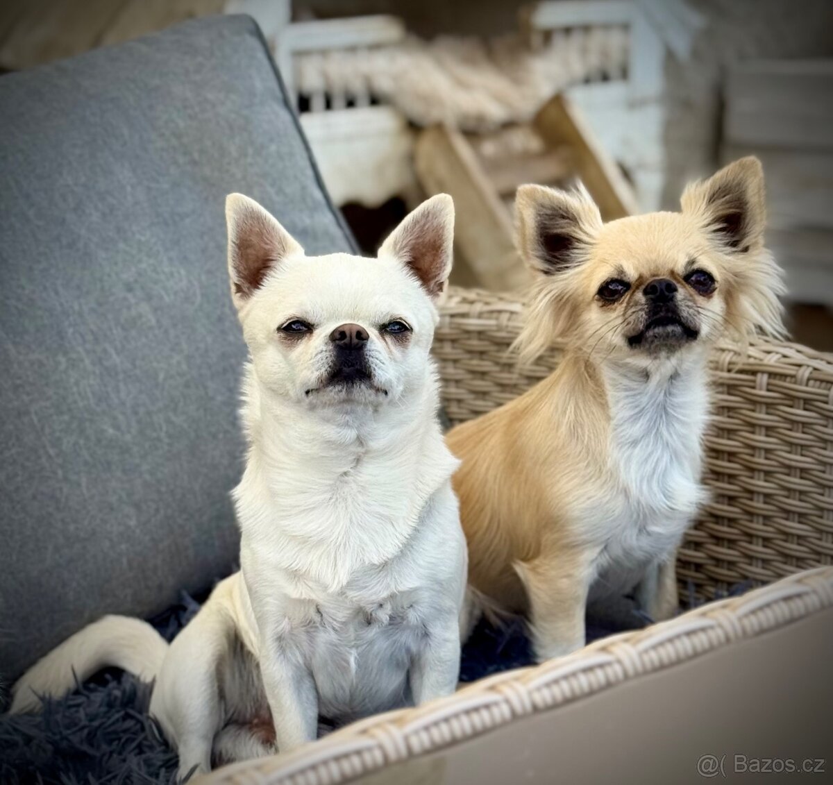 Čivava krátkosrstá s PP - 4