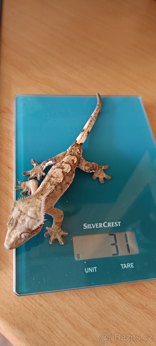 Pagekon řasnatý - mladý sameček (1) - 4