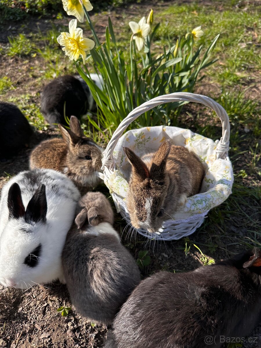 Králíci - 4