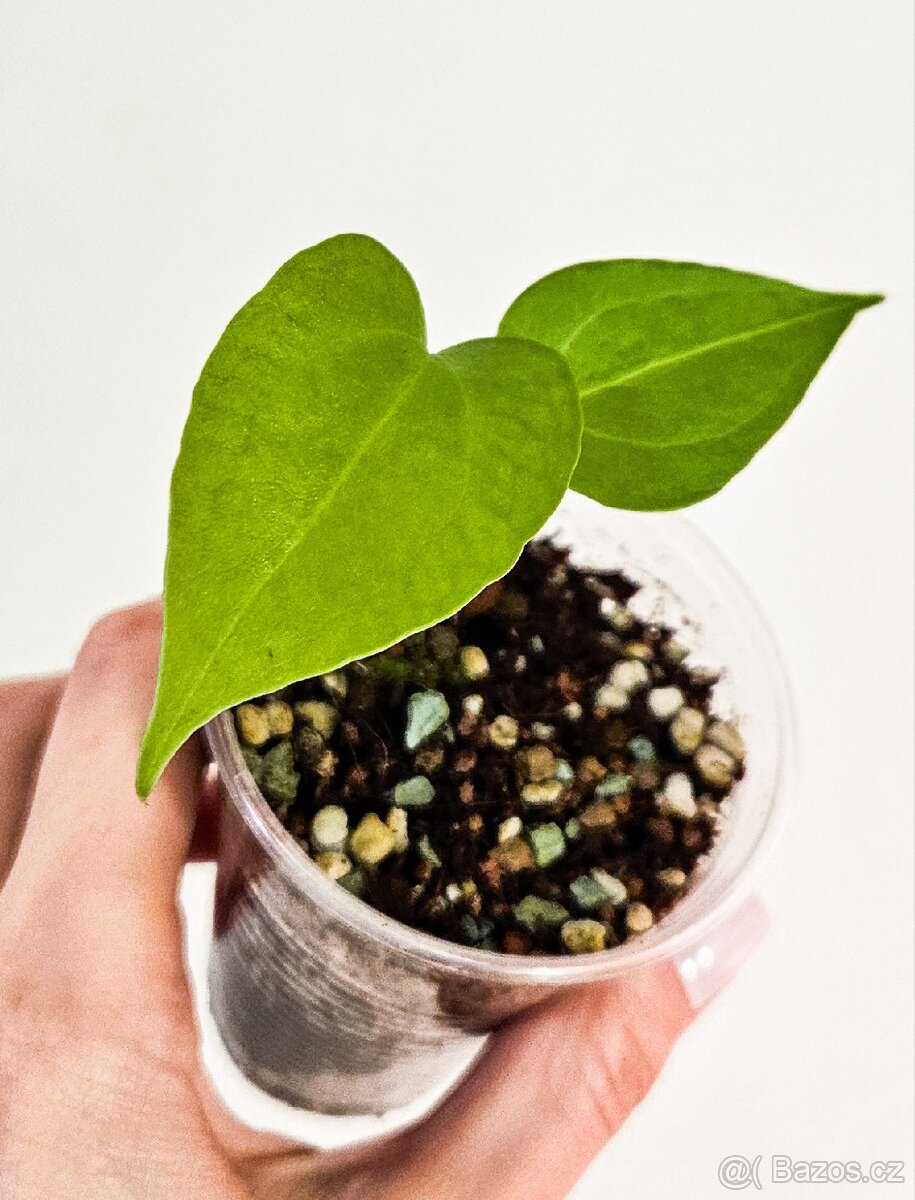 Anthurium delta force raritka - 4