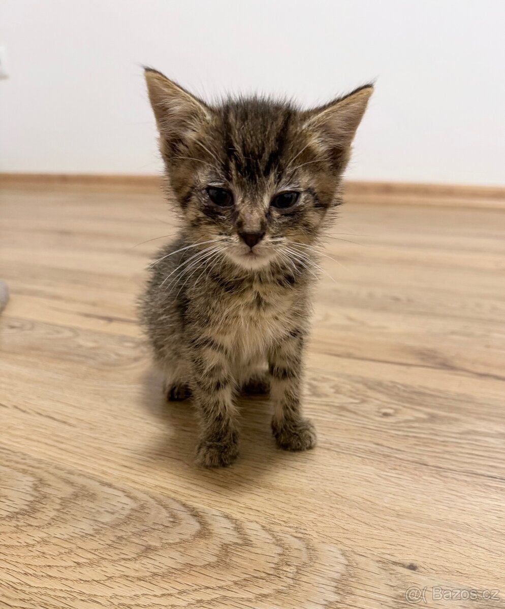 Nový domov pro koťátka - 4