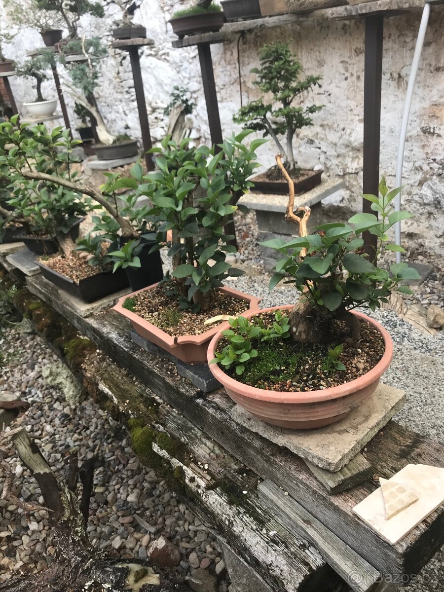 Bonsaj Bonsai - 4