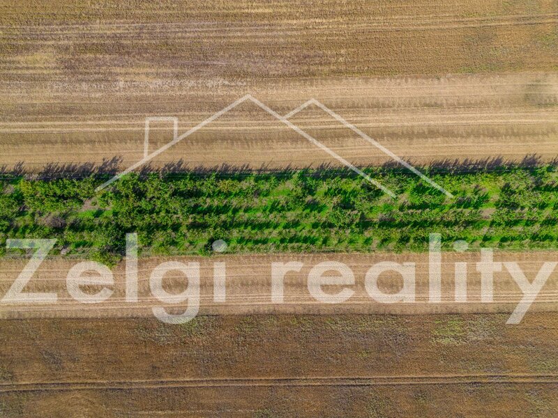 Prodej meruňkového sadu – 8 494 m², Zaječí - 4