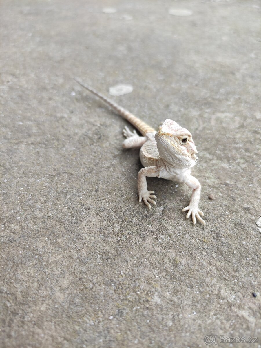 agama vousatá, terárium - 4