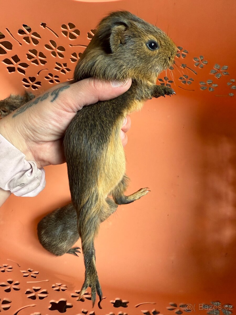 Morče Rozeta, hladkosrsté - 4