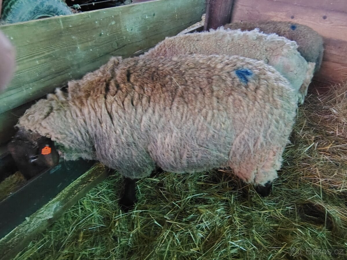 prodám berana Dorper, Suffolk - 4