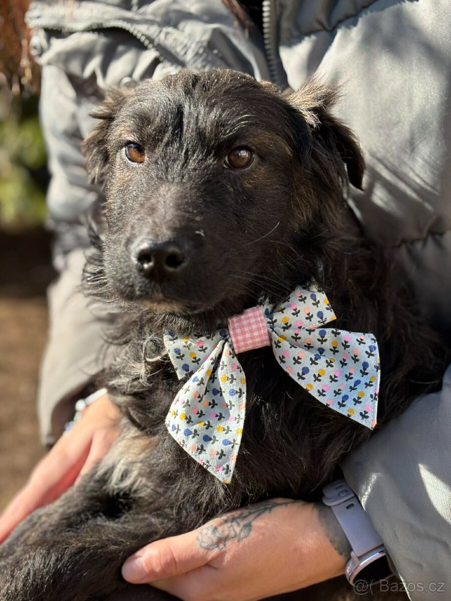 VILKO - chlapeček, štěně 7 měsíců - 4