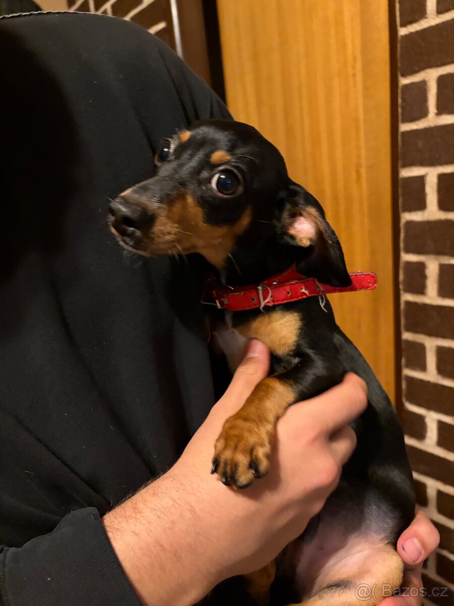 Krysařík bez Pp - 4