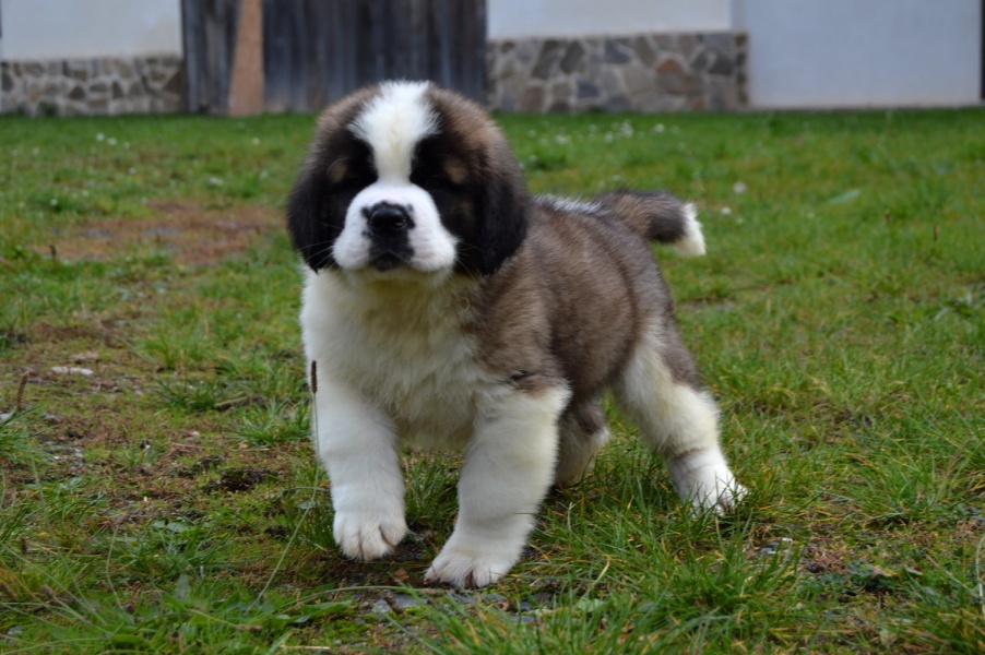 Svatobernardský pes - Bernardýn s PP - 4
