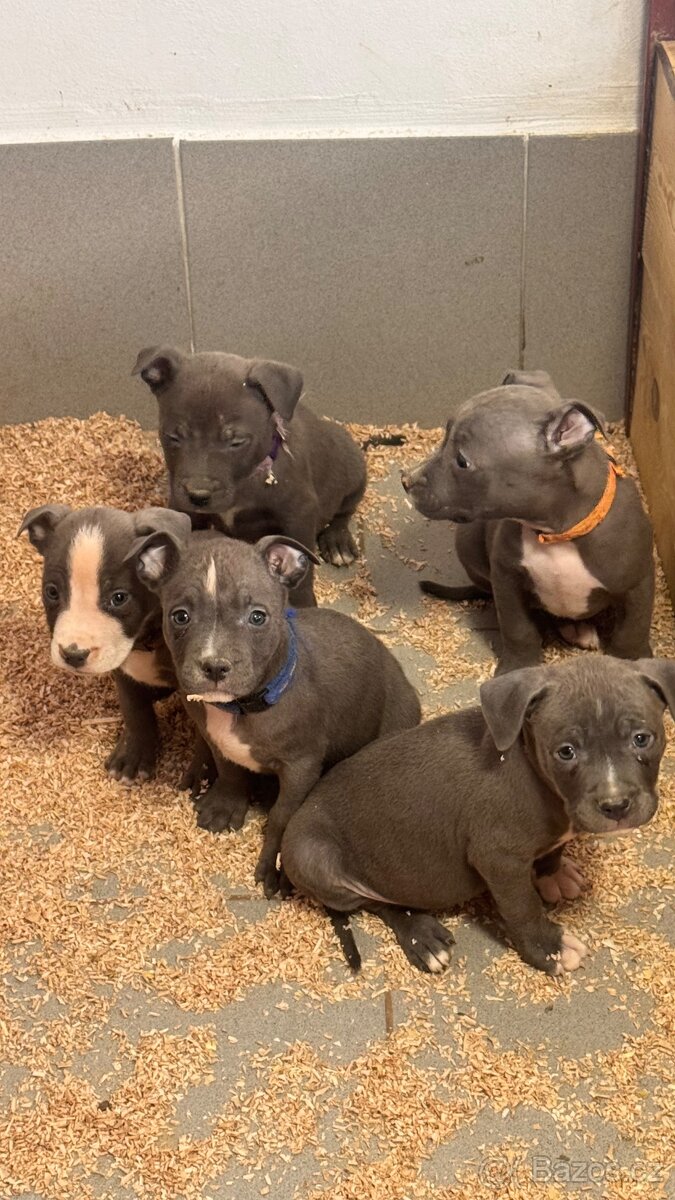 Americký stafordširský teriér - 4