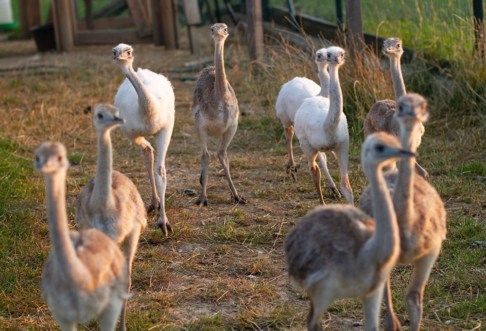 Nandu pampový, samice - 4