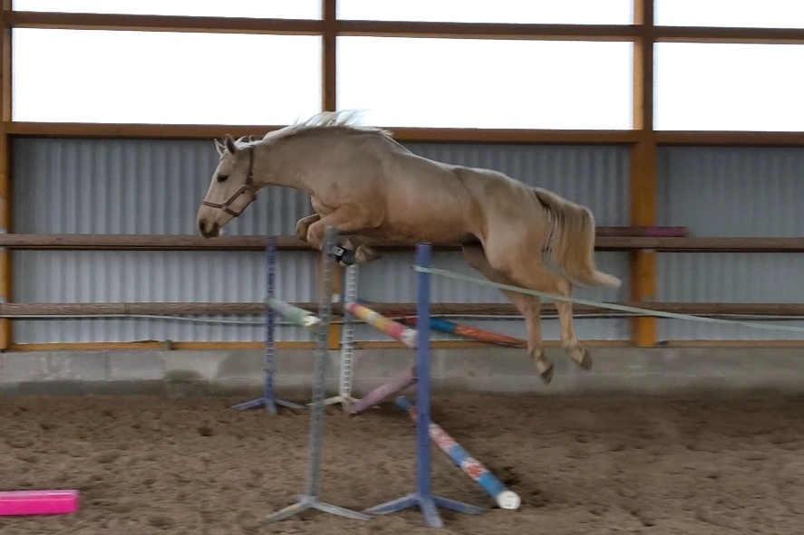 Charakterní a jednoduchý valach - 4