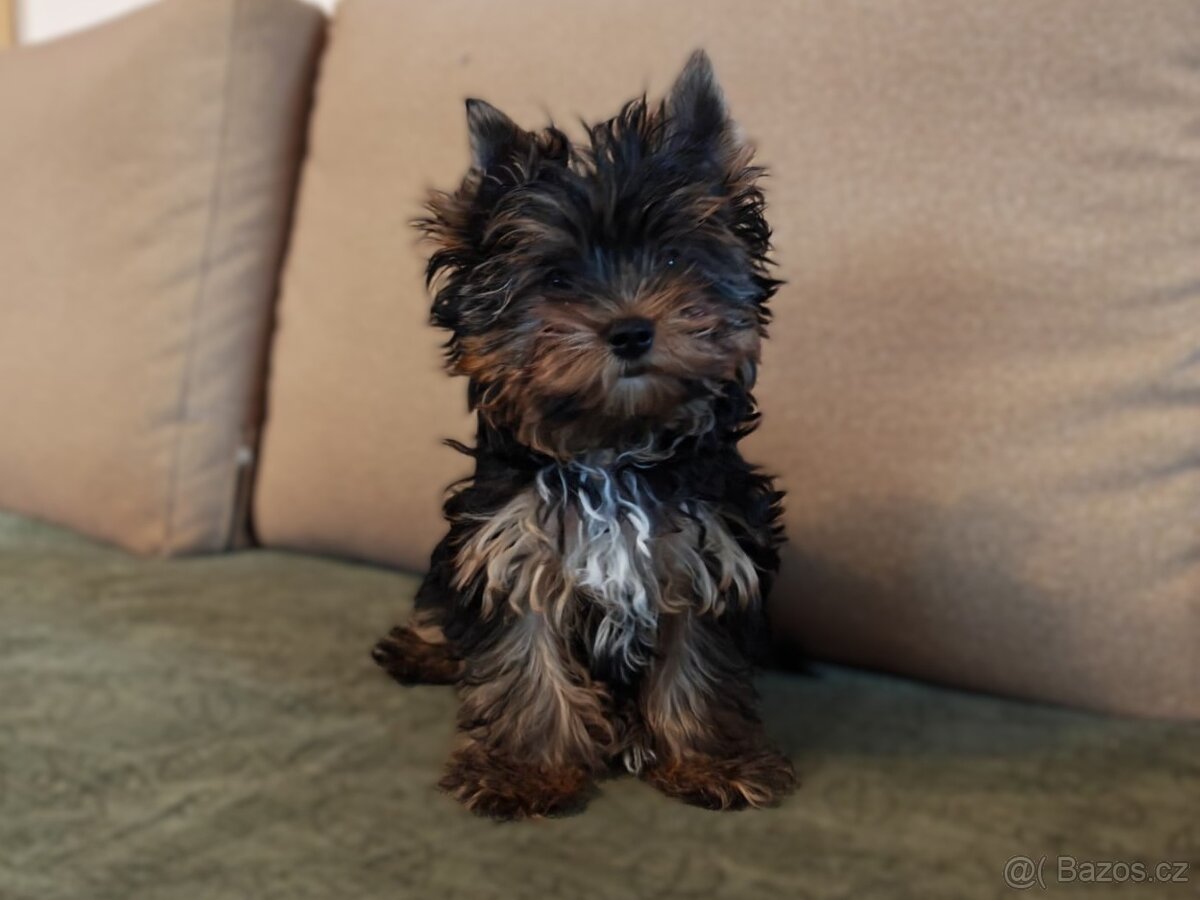Jorkšírský teriér s PP - 4