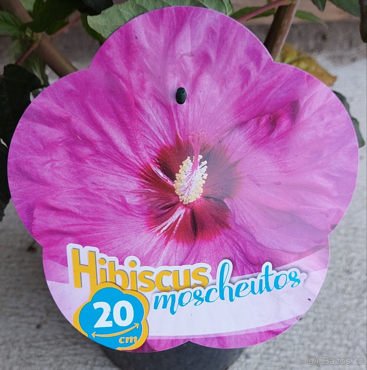 Ibišek bahenní-americký - 4