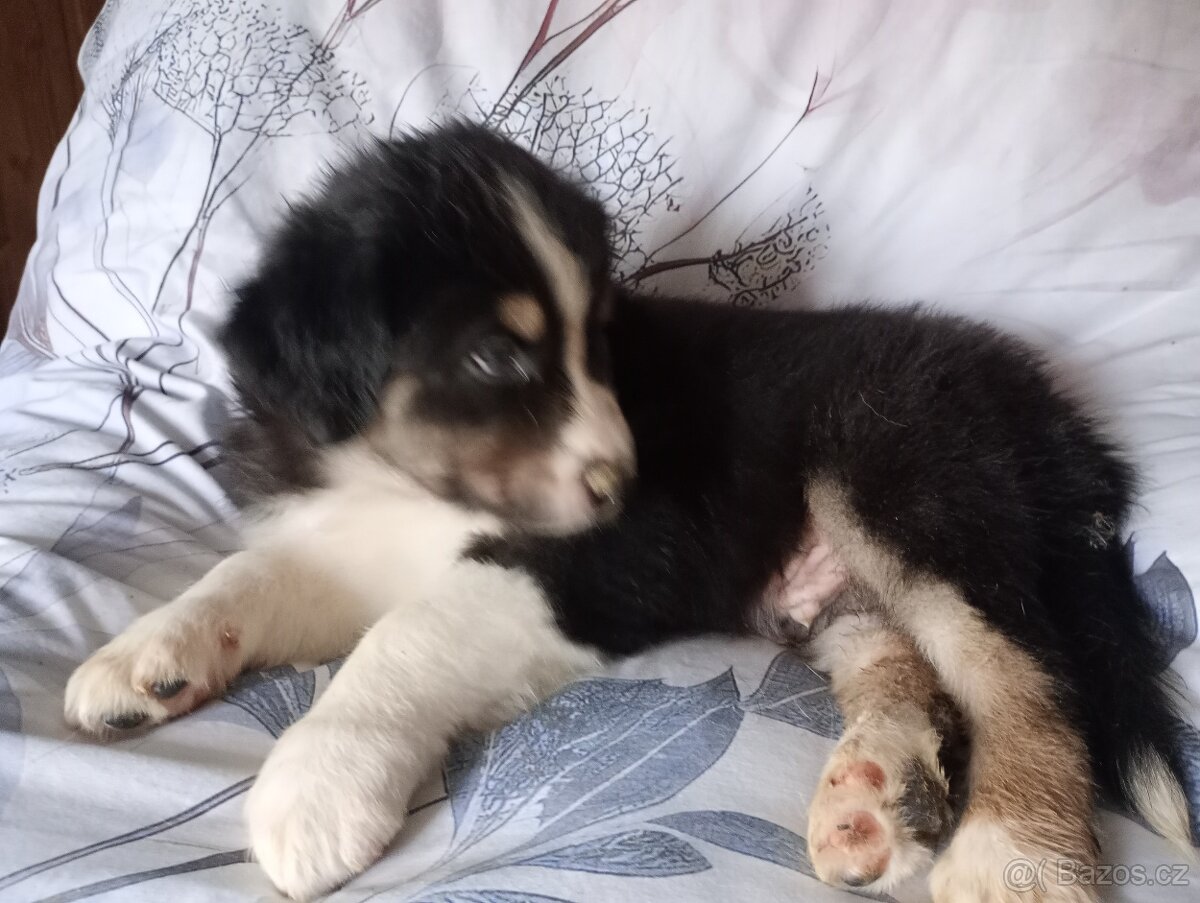 Australský ovčák bez PP pes (světle růžový obojek) - 4