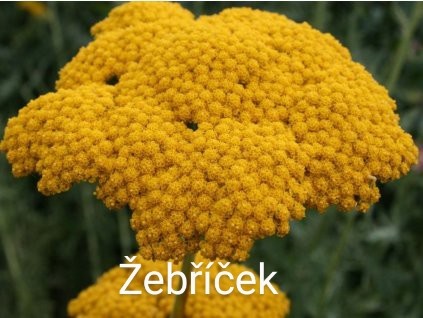 Trvalky, skalničky, jahody, pokojovky, leknín,byliny,sukulen - 4